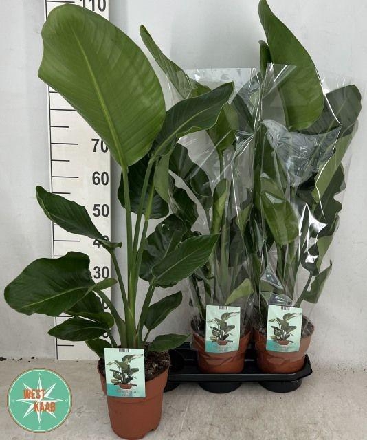 <h4>STRELITZIA NICOLAI P19 110CM</h4>