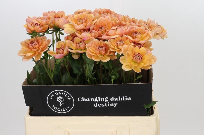 <h4>Dahlia Yelno Harmony</h4>