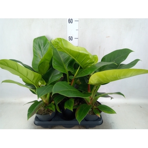 Philodendron  'Imperial Green'