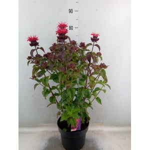 Monarda  'Croftway Pink'
