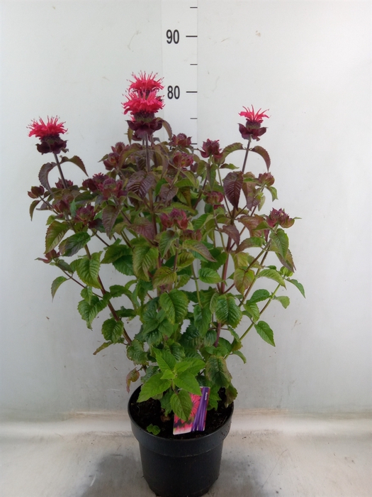 <h4>Monarda  'Croftway Pink'</h4>