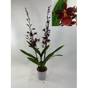 ORCHIDEEEN OVERIG