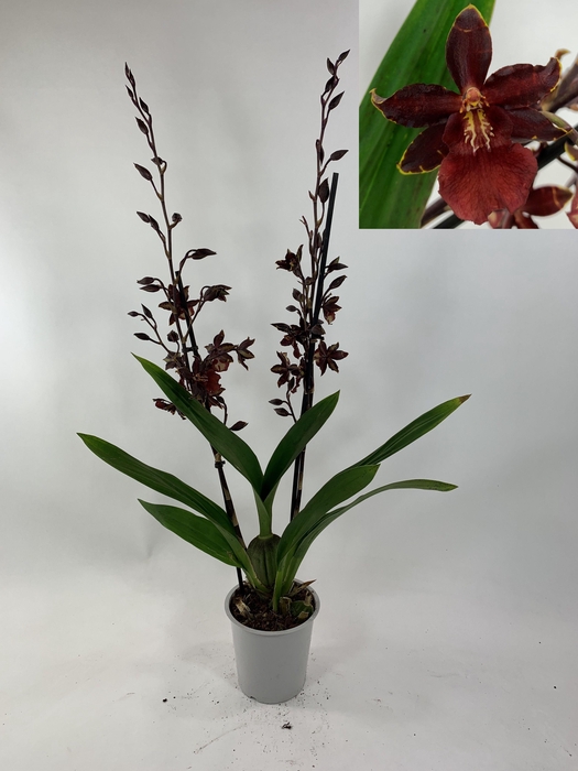 <h4>ORCHIDEEEN OVERIG</h4>