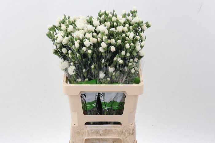 <h4>Dianthus TR 'Tarifa'</h4>