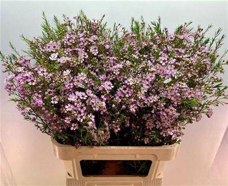 <h4>Chame Un Early Nir</h4>