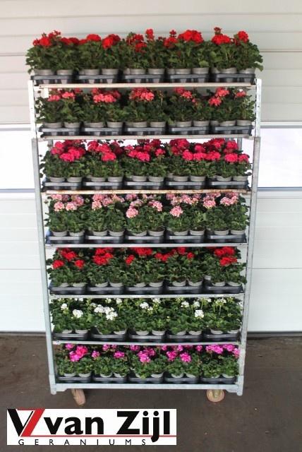 <h4>PEL ZON MIXK</h4>