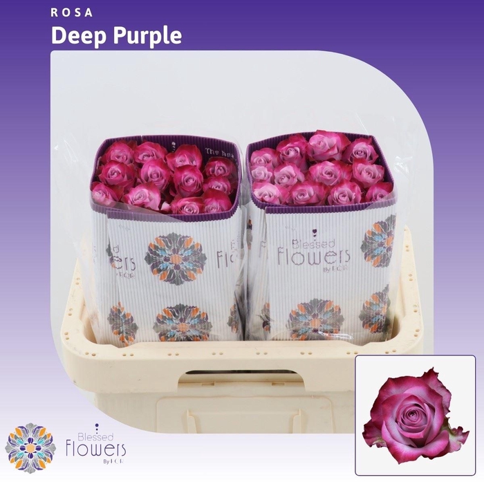 <h4>Rosa gr Deep Purple</h4>