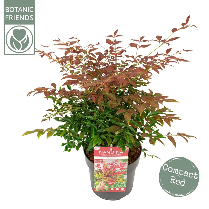 <h4>Nandina dom. 'Obsessed'</h4>
