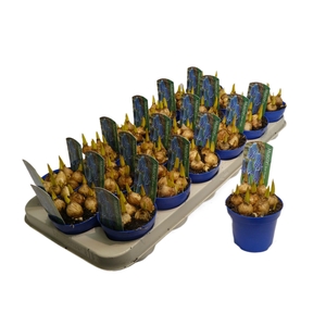 MUSCARI BLUE MAGIC P9