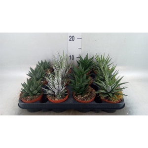 Haworthia   ...mix