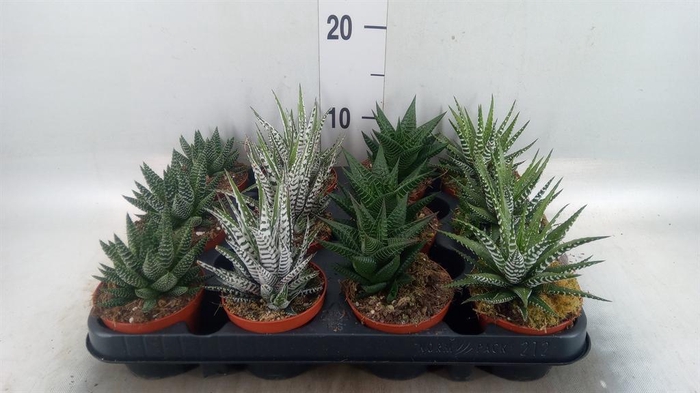<h4>Haworthia   ...mix</h4>