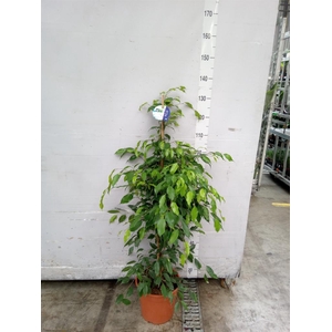 Ficus benja. 'Exotica'