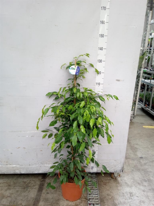 <h4>Ficus benja. 'Exotica'</h4>