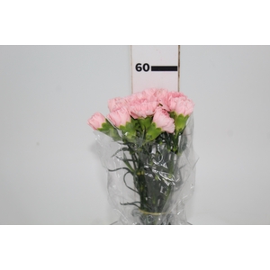 CRAVO NAHEMA 060 CM