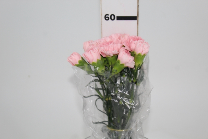 <h4>CRAVO NAHEMA 060 CM</h4>