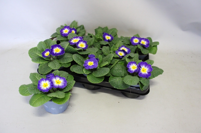 <h4>Primula acaulis Delft Blue</h4>
