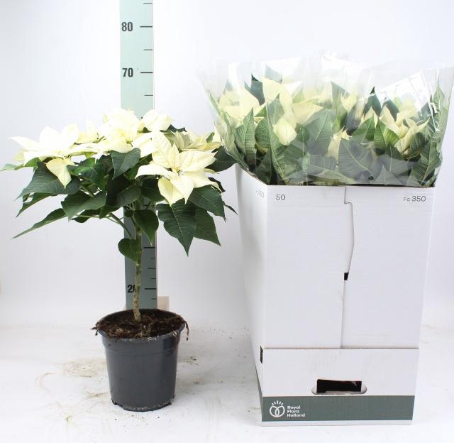 <h4>EUPHOR P MONI</h4>