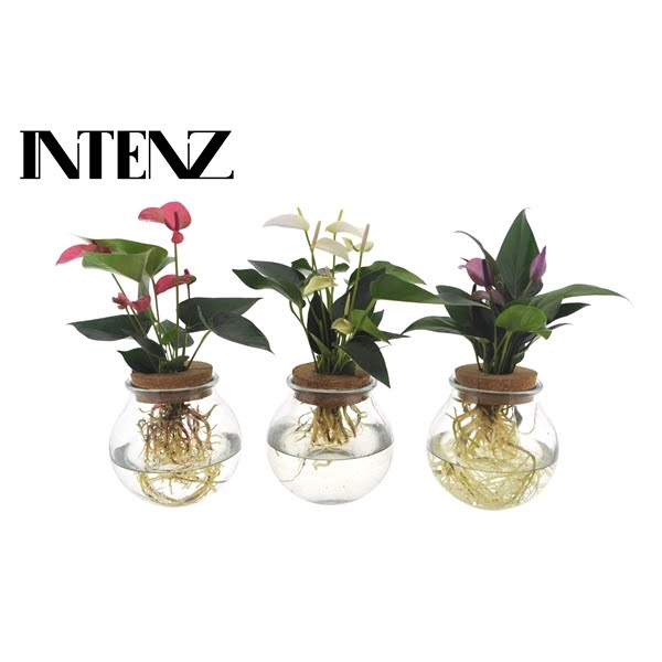 <h4>Anthurium mix in Bolglas - levertijd: 24 u</h4>