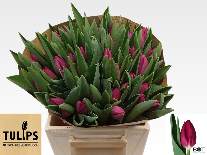 <h4>TU EN PINK ARDOUR</h4>