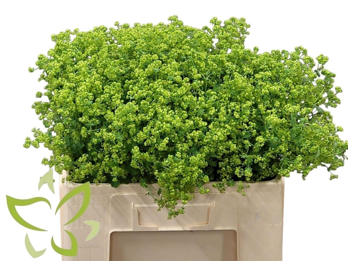 <h4>Alchemilla Mollis Robustica</h4>