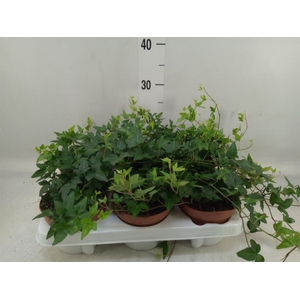 Hedera helix 'Shamrock'