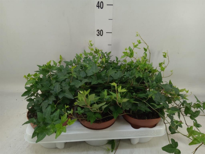 <h4>Hedera helix 'Shamrock'</h4>