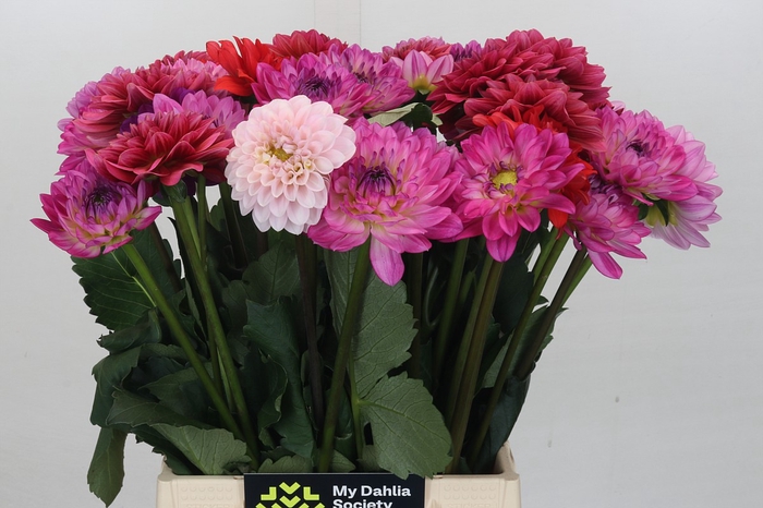 Dahlia Gemengd in bos