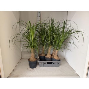 BEAUCARNEA RECUR