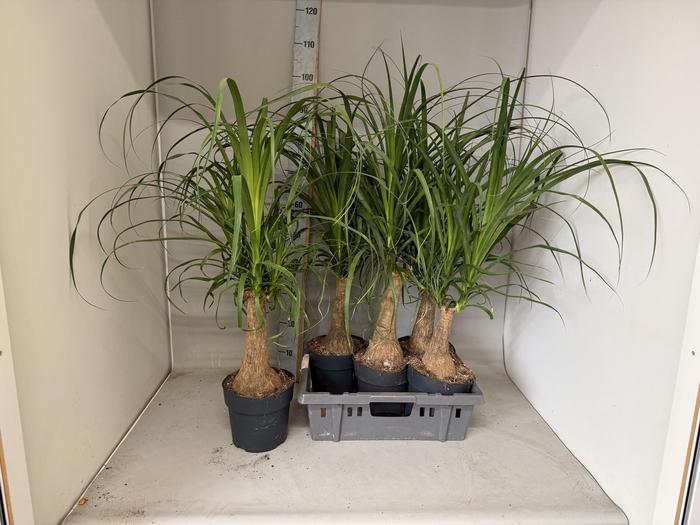 <h4>BEAUCARNEA RECUR</h4>