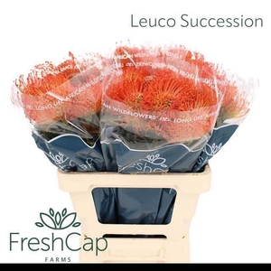 LEUCO CO SUCCESSION