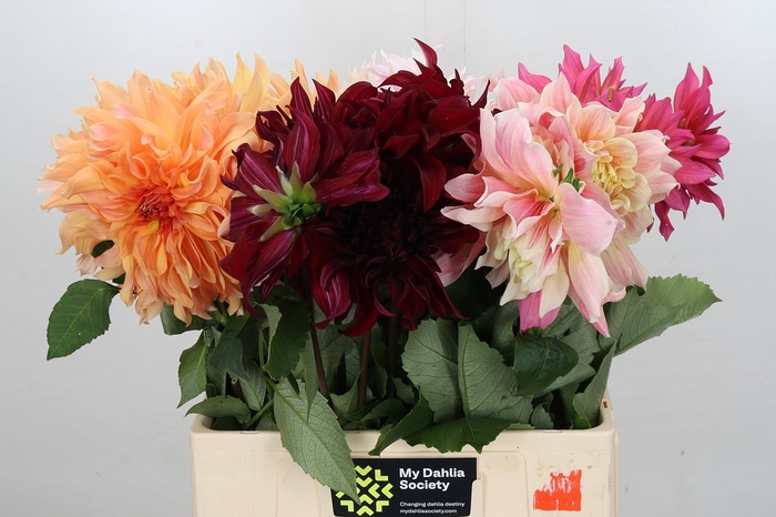 <h4>Dahlia Gemengd in fust</h4>