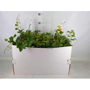 Hedera helix 'Wonder'