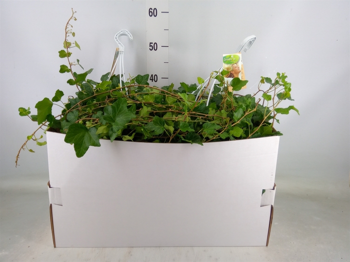 <h4>Hedera helix 'Wonder'</h4>