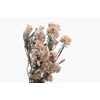 Rice Flower White Preserved