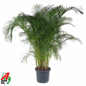 Dypsis Lutescens(Areca) P48