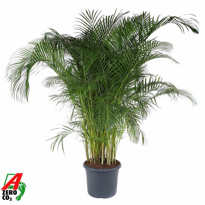 <h4>Dypsis Lutescens(Areca) P48</h4>