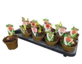 <h4>HIPP CO RASCAL GEM</h4>