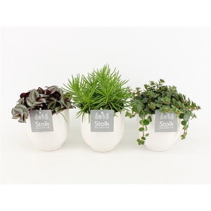 Pure Green Mix in Pure Liv soorten : Rhipsalis, Tradescantia, Sedum