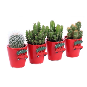 Cactus 5,5 cm in rode sierpot met kerst auto sticker