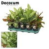 Aglaonema mix 12 cm (Decorum)