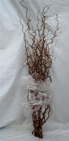 Corylus Av Contorta