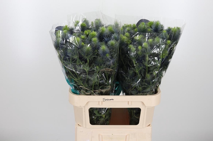 <h4>Eryn Supernova</h4>