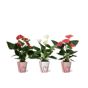 Anthurium 3 color mix in Sweet smartcup