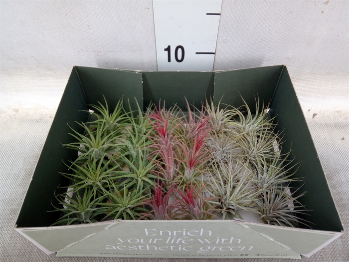 <h4>Tillandsia</h4>