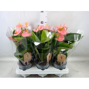 Anthurium andr. 'Spirit'