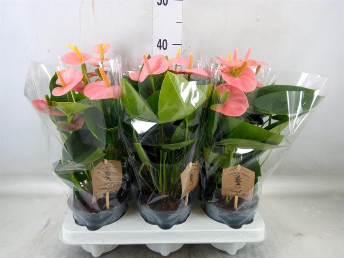 <h4>Anthurium andr. 'Spirit'</h4>