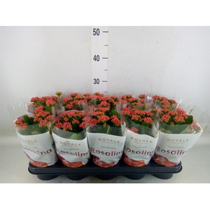 Kalanchoe blos. 'RosDon Victorio'