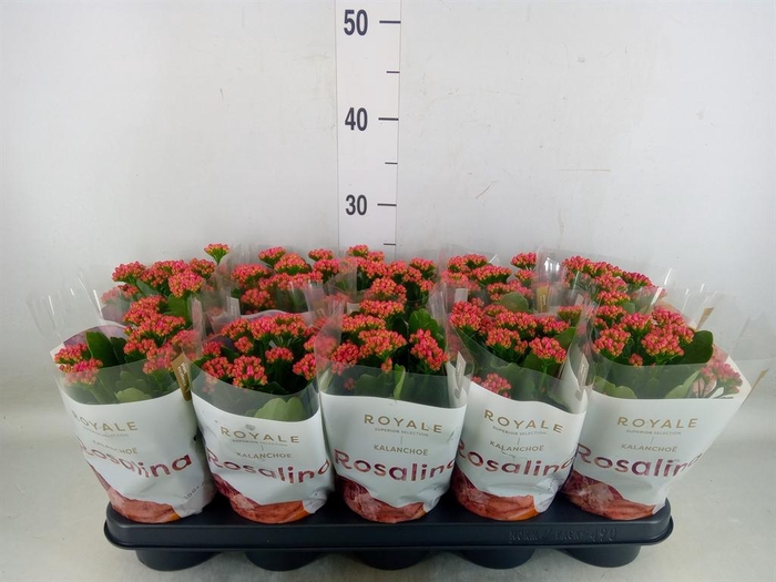 <h4>Kalanchoe blos. 'RosDon Victorio'</h4>