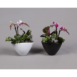 Keramiek pot met Phalaenopsis en groene plant