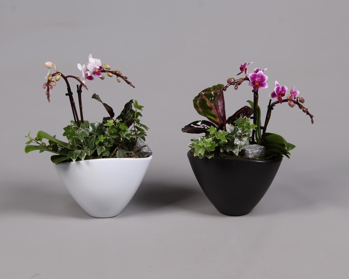 <h4>Keramiek pot met Phalaenopsis en groene plant</h4>